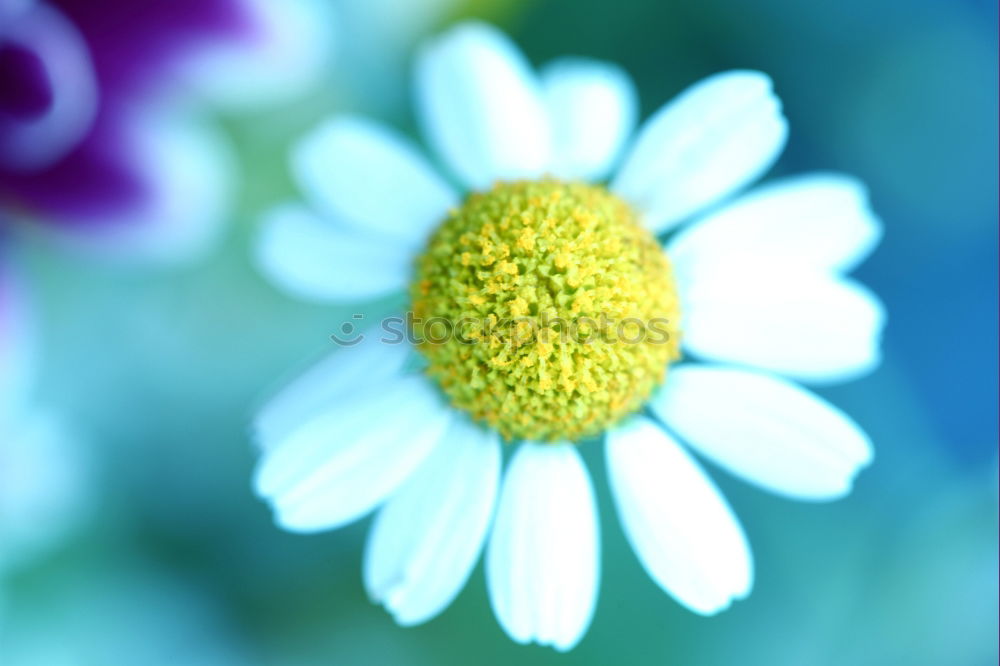 Image, Stock Photo Zipper Daisy Flower