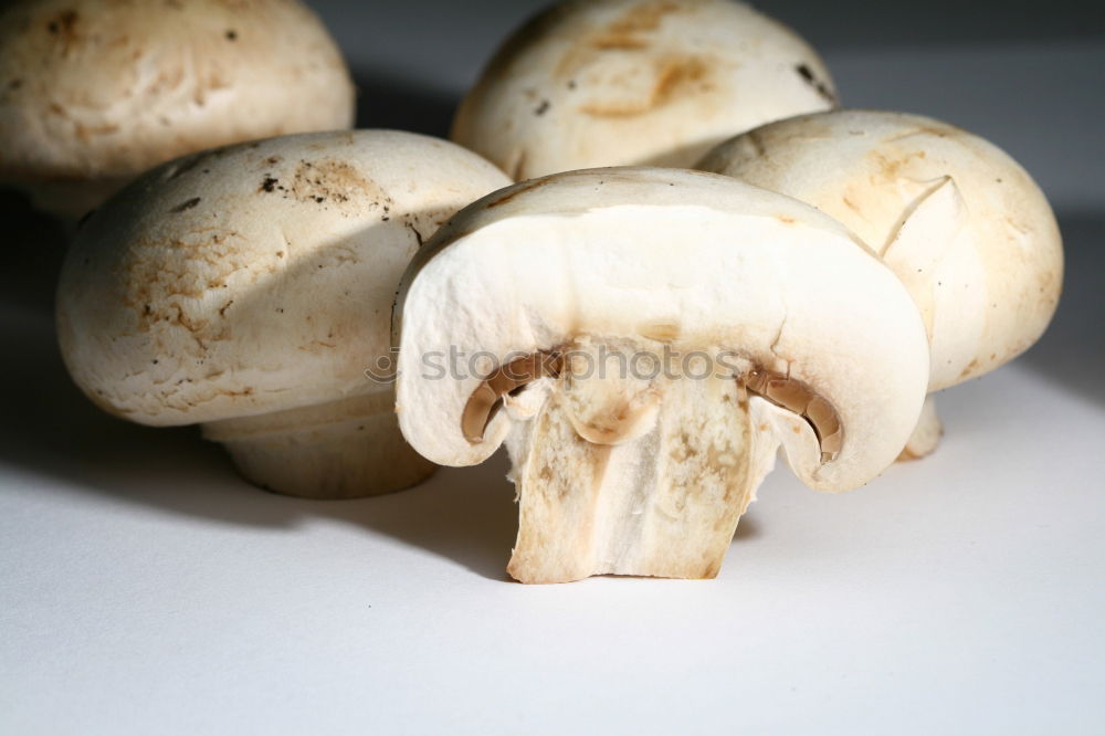 Similar – Fresh porcini mushrooms from the forest