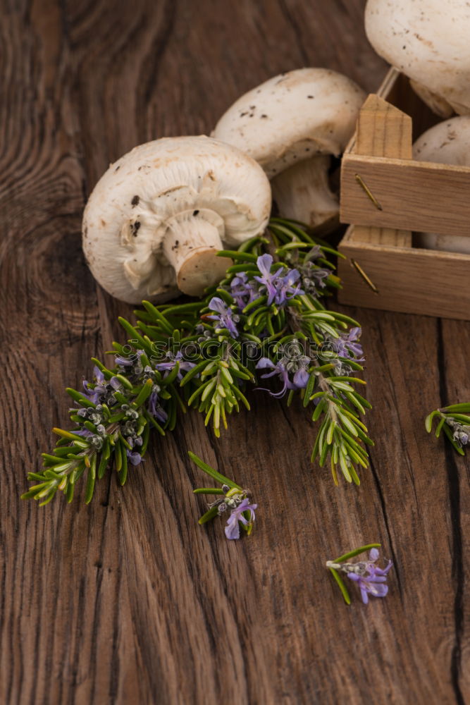 Similar – golden chanterelle mushrooms with sage flower