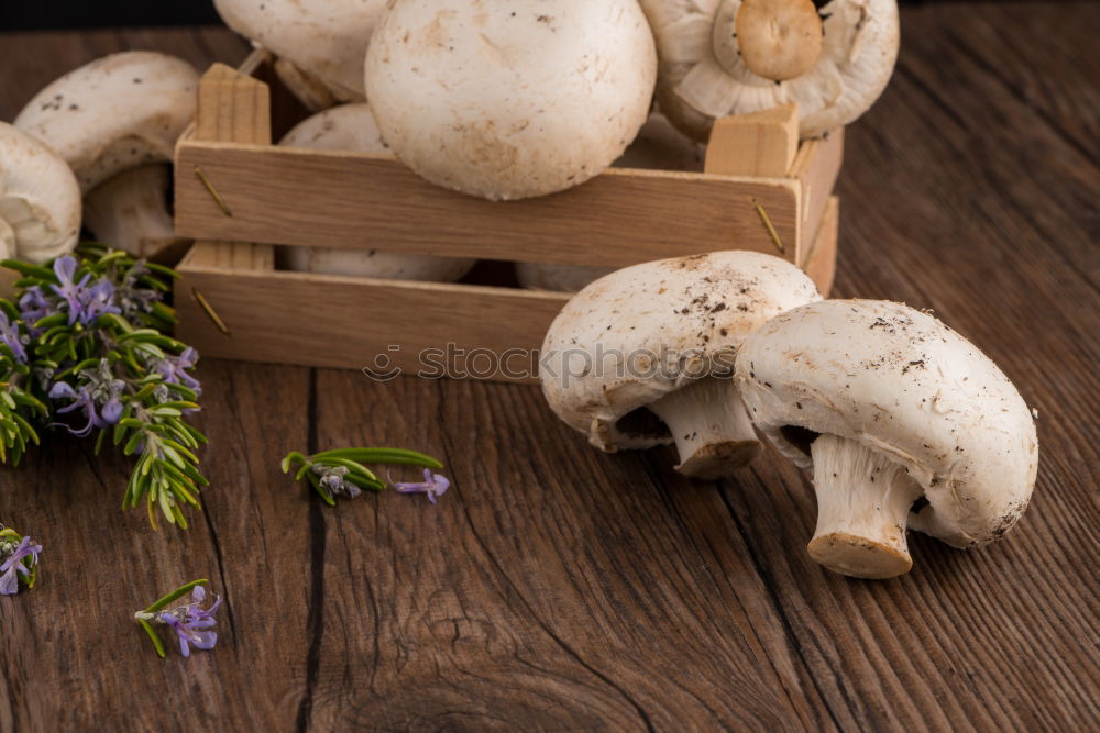 Similar – golden chanterelle mushrooms with sage flower