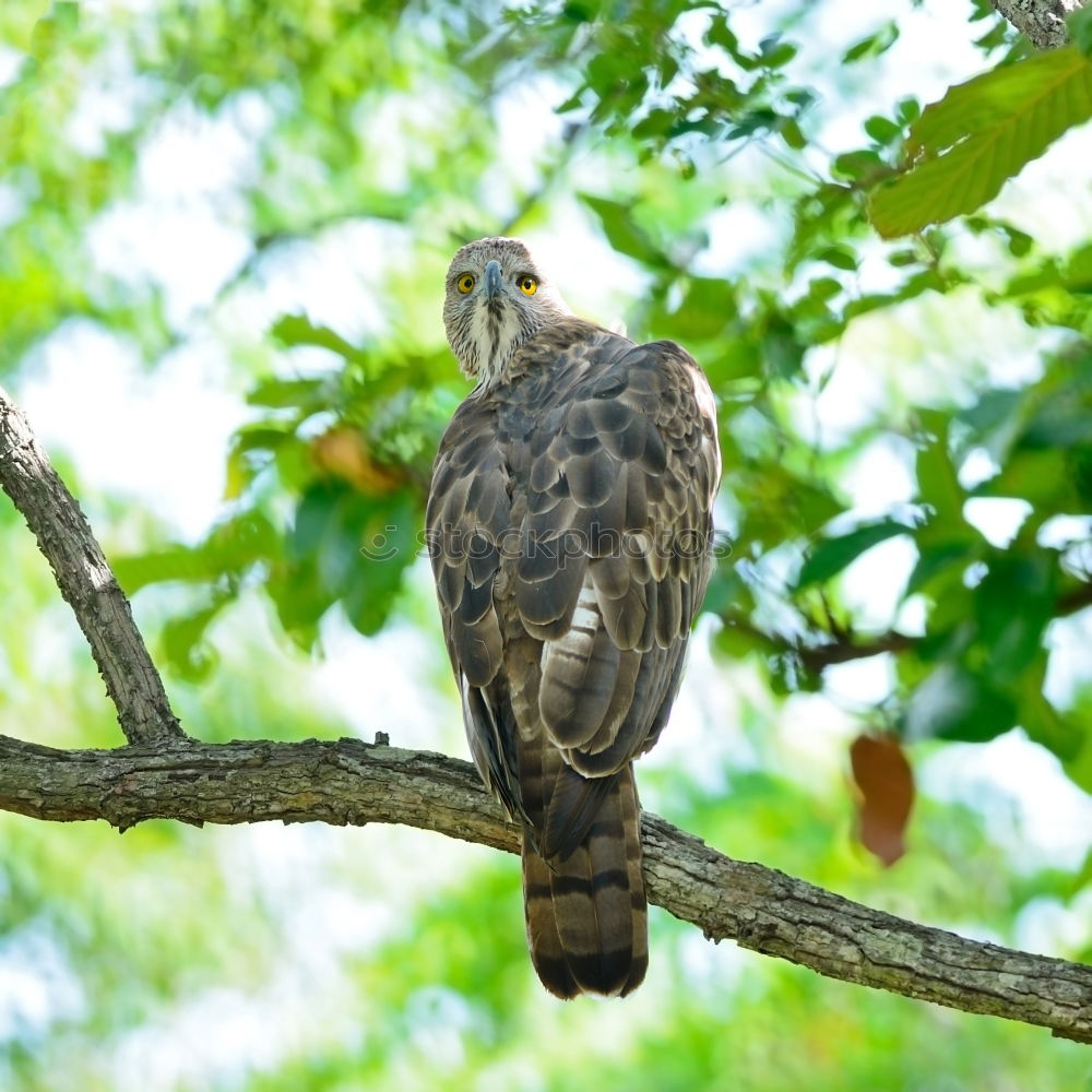 Similar – Image, Stock Photo In the rain tree a chick sat