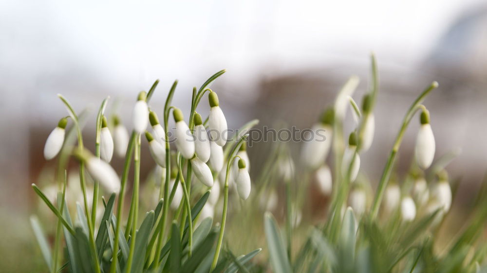 Similar – Frühling 2 Schlosspark