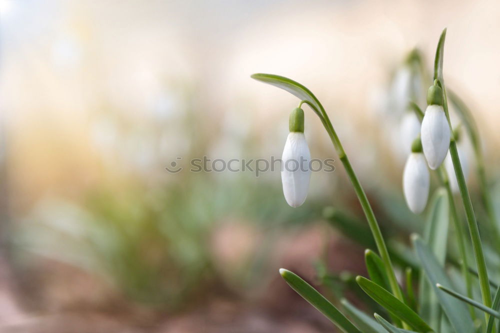 Similar – Image, Stock Photo Snowdrops with a crease