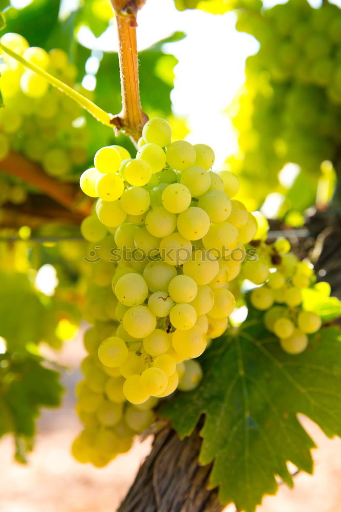Image, Stock Photo Grapes 5 Summer