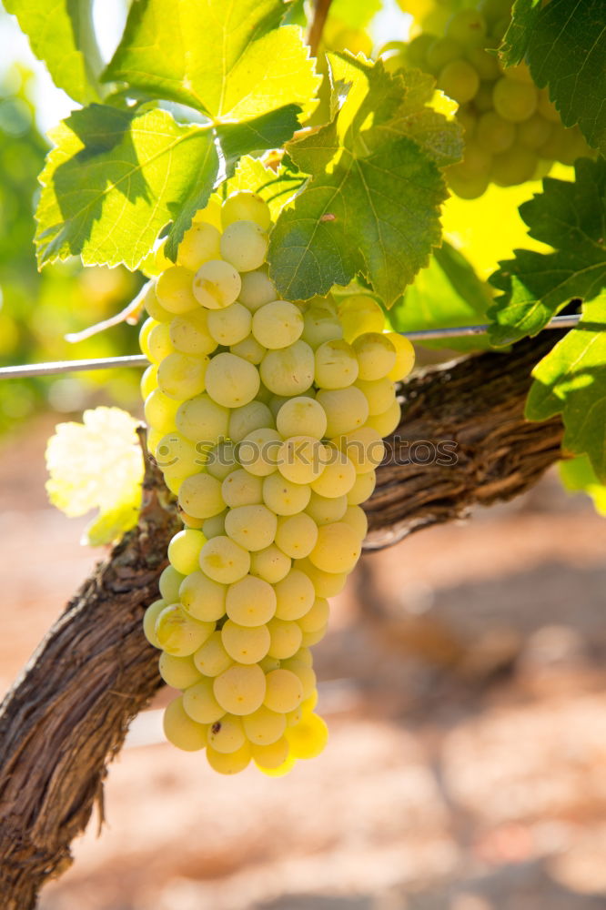 Similar – Image, Stock Photo Grapes 5 Summer
