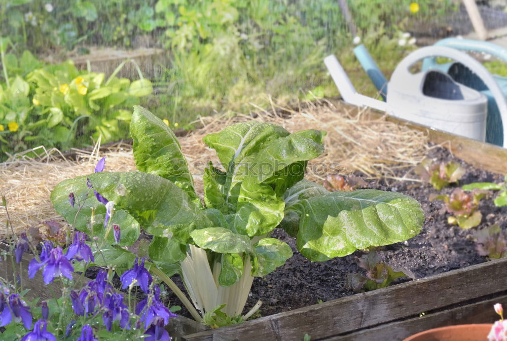 Similar – Image, Stock Photo raised bed fresh green rhubarb