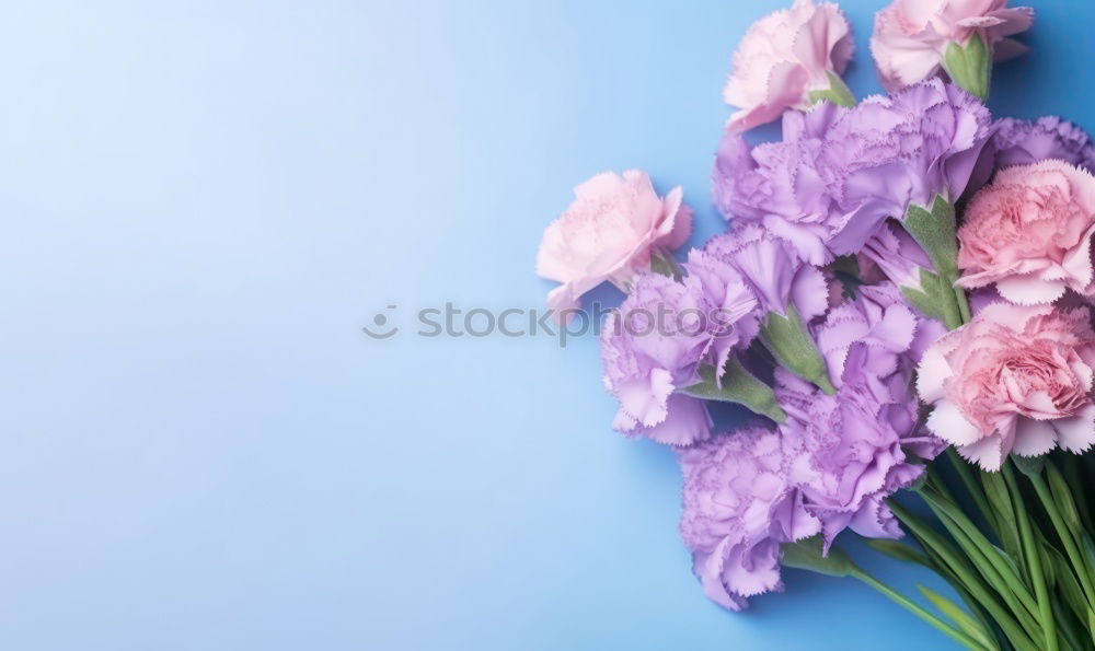 Similar – Beautiful ranunculus flowers on light blue background