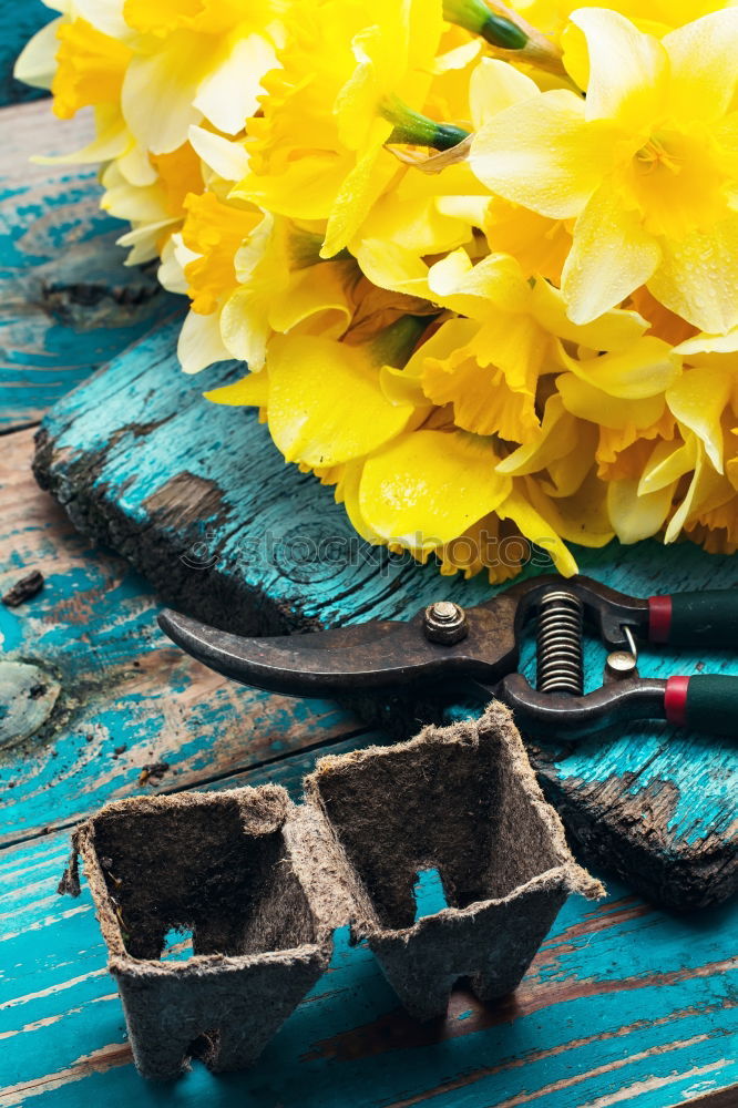 Similar – Allotment garden with primroses flowers, shovel and shield