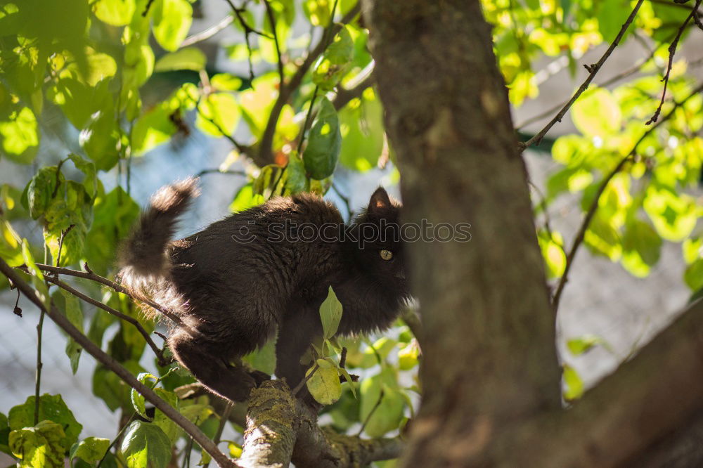 Similar – croissant Forest Squirrel