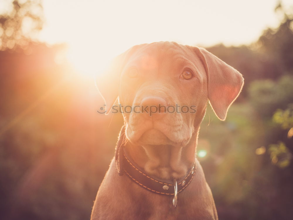 Similar – Dog in backlight