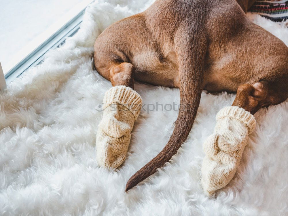 Similar – Image, Stock Photo It’s the hard dog life