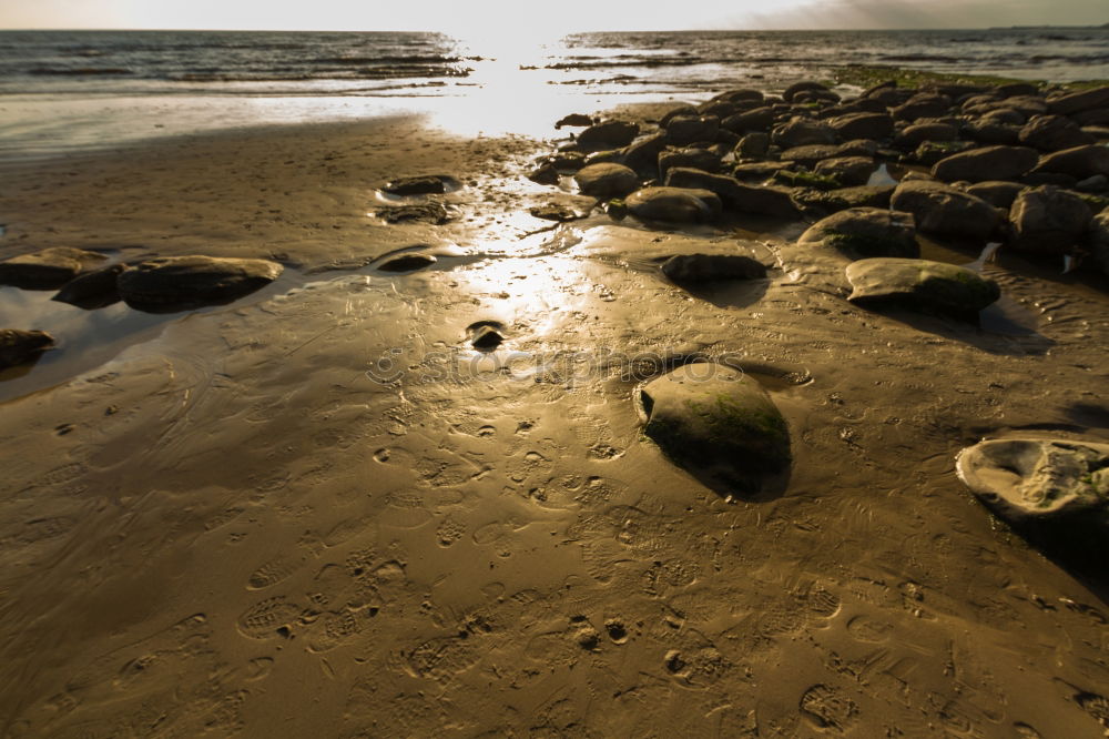 Similar – Hund am Strand Meer