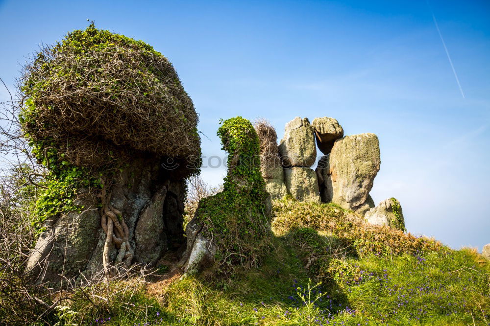 Image, Stock Photo Giant! Environment Nature