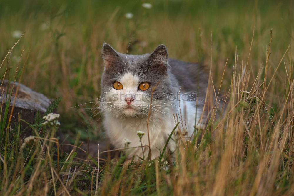 Similar – Image, Stock Photo Encounter with a cat in the grass