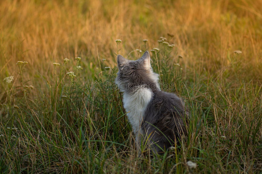 Similar – Image, Stock Photo Encounter with a cat in the grass