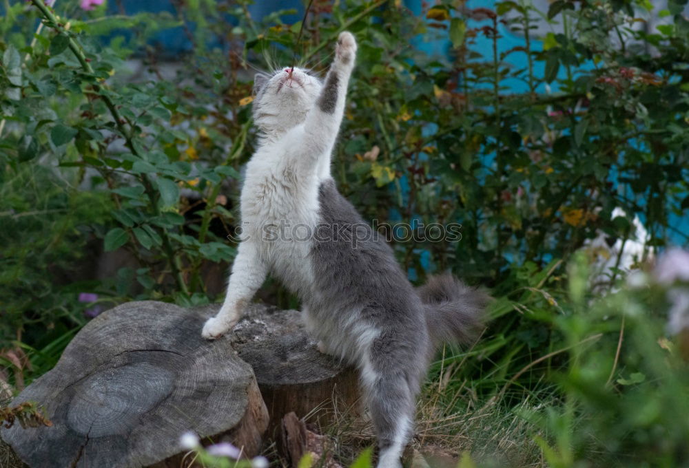 Similar – Image, Stock Photo Skins of wolves wolf skin