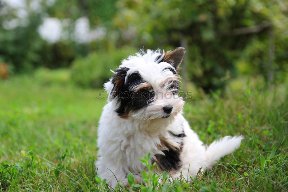 Similar – Dog on the grass in summer day. Jack russel terrier puppy portrait