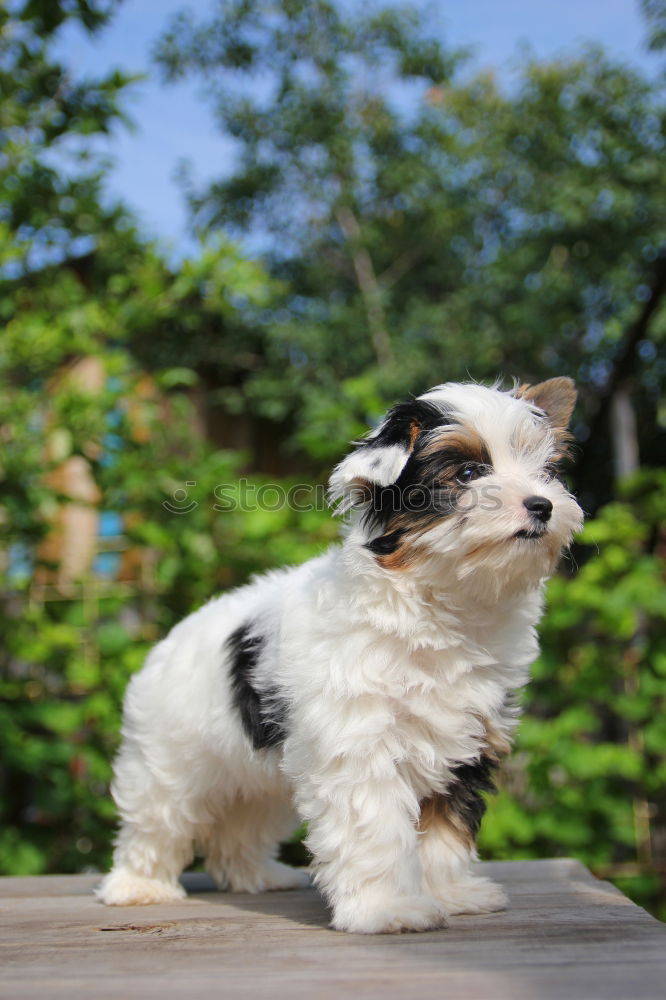 Similar – Image, Stock Photo Kiss my ace Dog Animal Pet