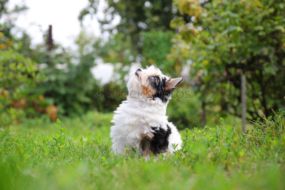 Image, Stock Photo playful pt.4 Dog Animal