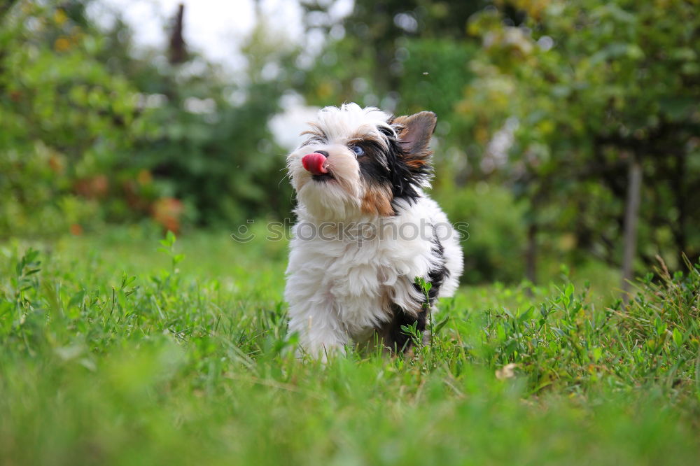 Boston Terrier Puppy