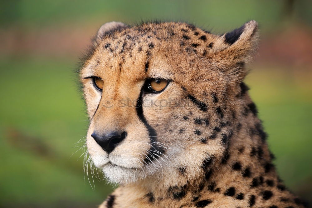 Close up front view portrait of cheetah looking at camera