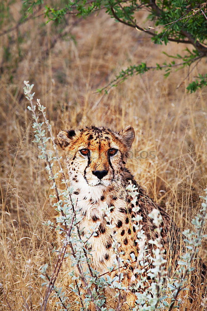 Similar – Image, Stock Photo The Sprinter Cheetah Speed