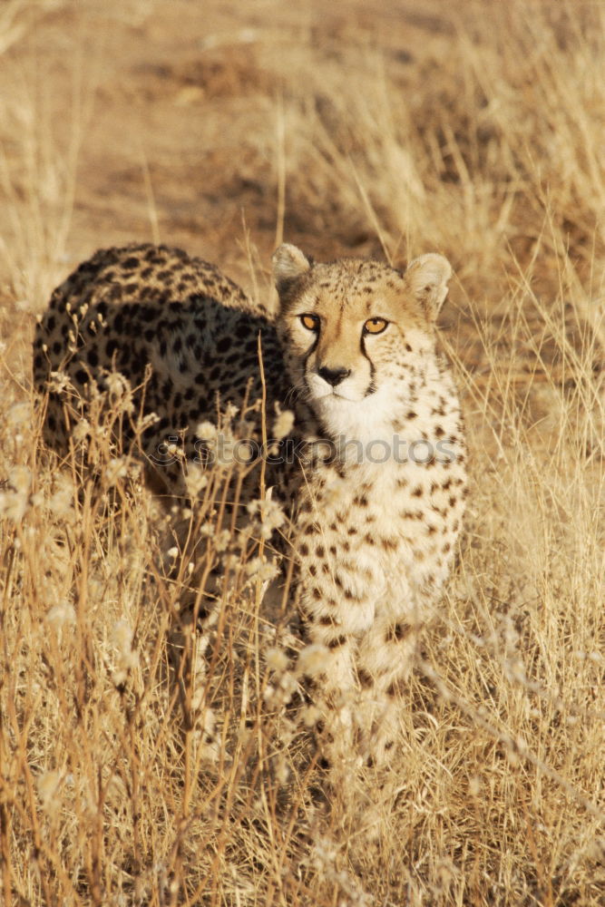 Similar – Image, Stock Photo Leopard #13 Tourism Safari