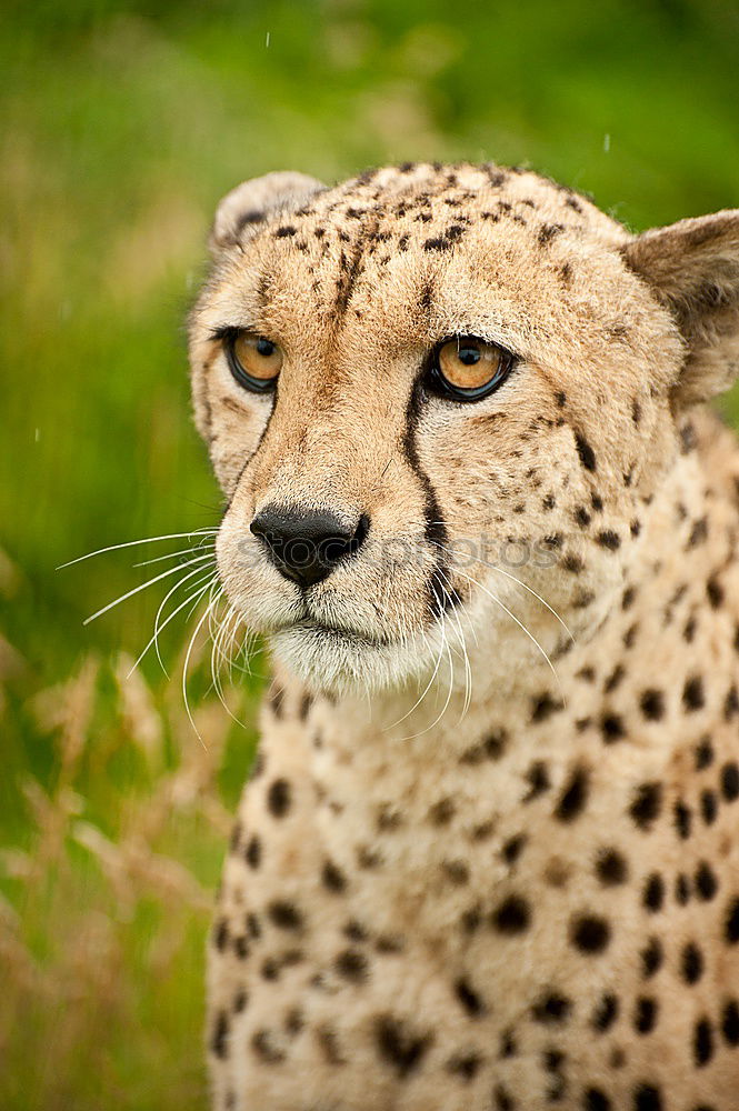 Similar – Close up front view portrait of cheetah looking at camera