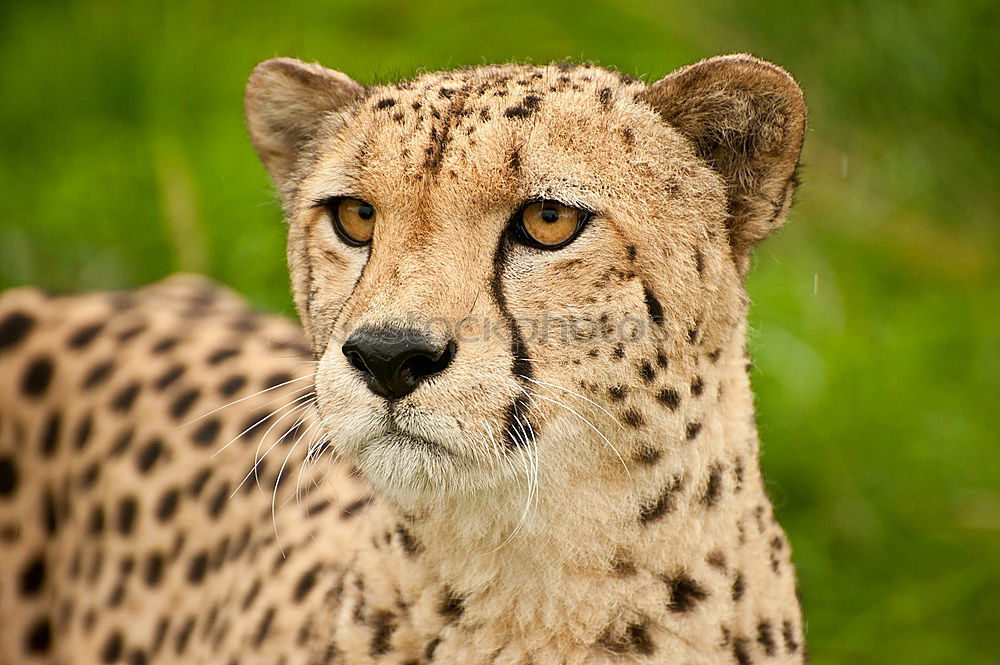 Similar – Close up front view portrait of cheetah looking at camera