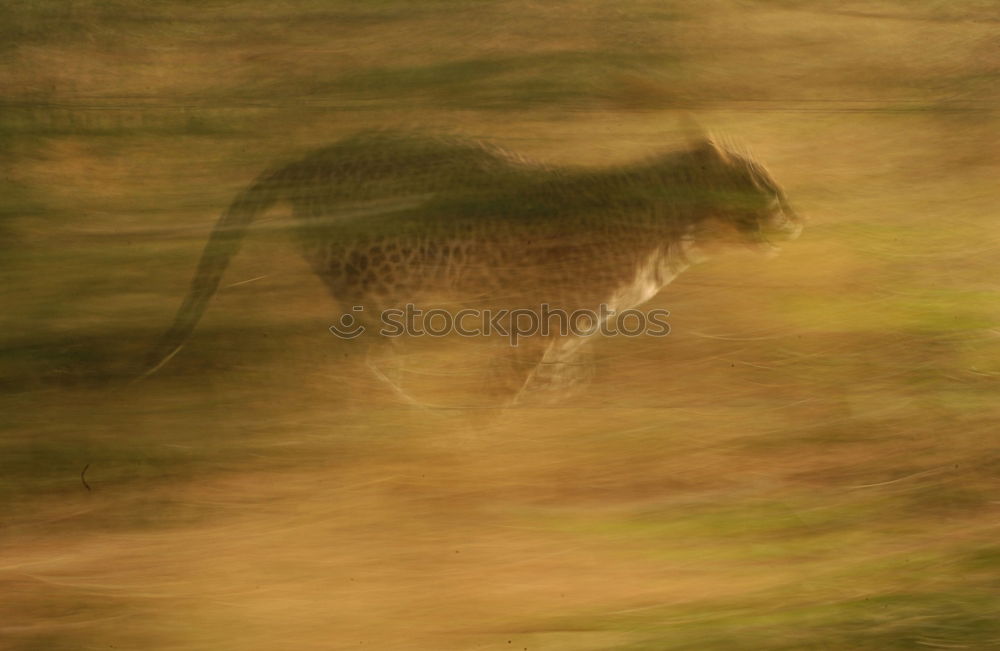 Similar – Image, Stock Photo Tigered cat on the prowl