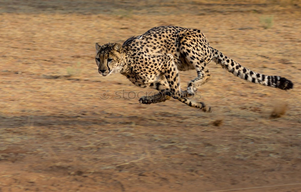 Similar – Image, Stock Photo Leopard #13 Tourism Safari