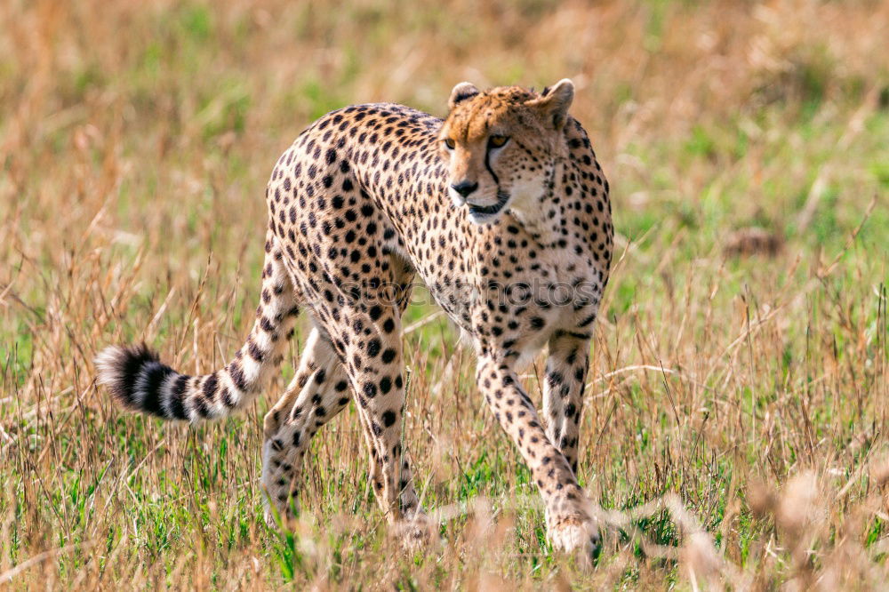 Similar – Cheetah #1 Tourism Safari