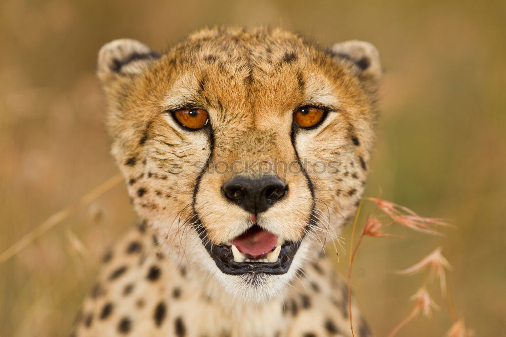 Similar – Close up front view portrait of cheetah looking at camera