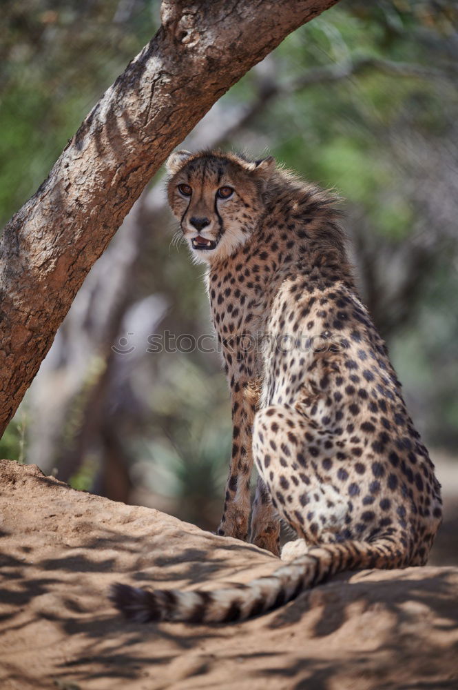 Similar – Image, Stock Photo Starring Cheetah in the Kruger.