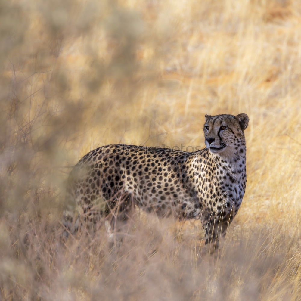 Similar – Image, Stock Photo Cheetah #4 Tourism Safari