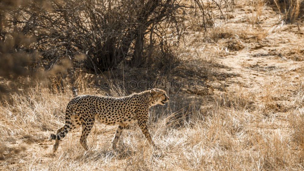 Similar – Square tiger Landscape