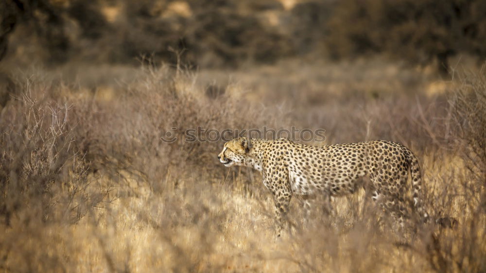 lions field Africa