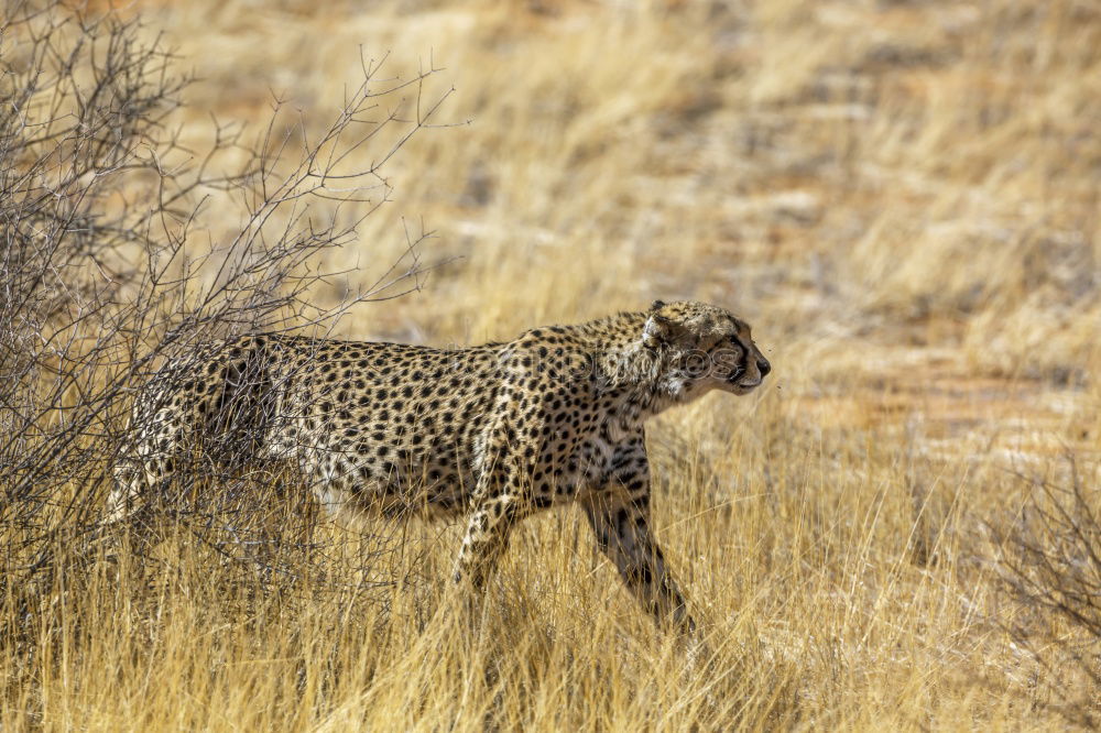 Similar – Square tiger Landscape