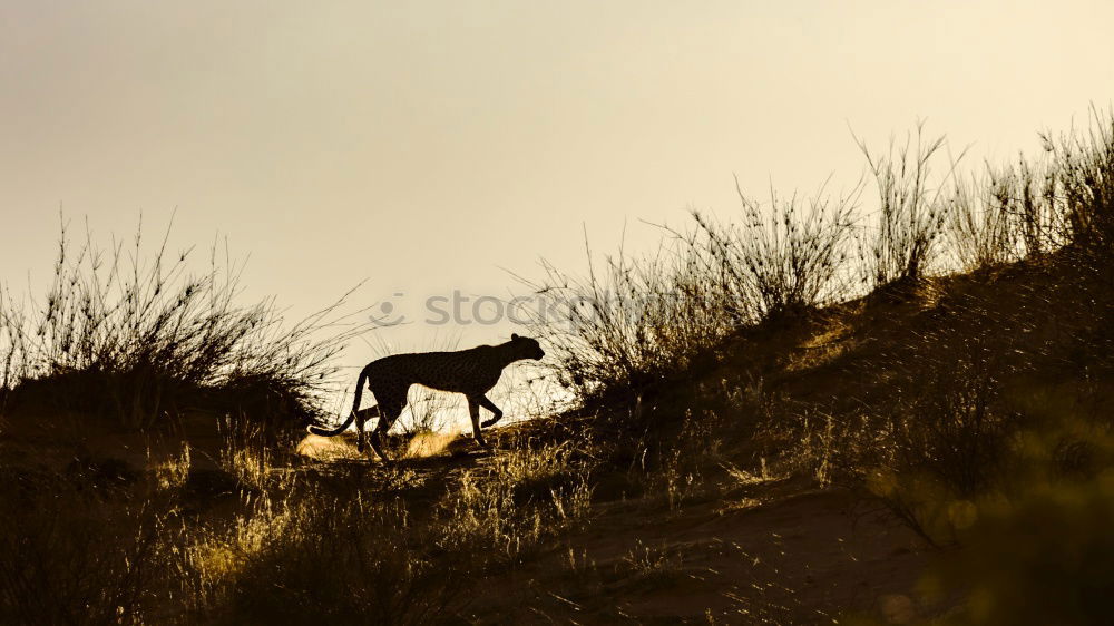 Similar – Image, Stock Photo Evening hour in the life of a sheep