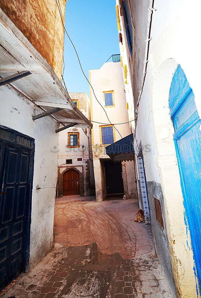 Similar – Image, Stock Photo Puppy at the street, Essaouira