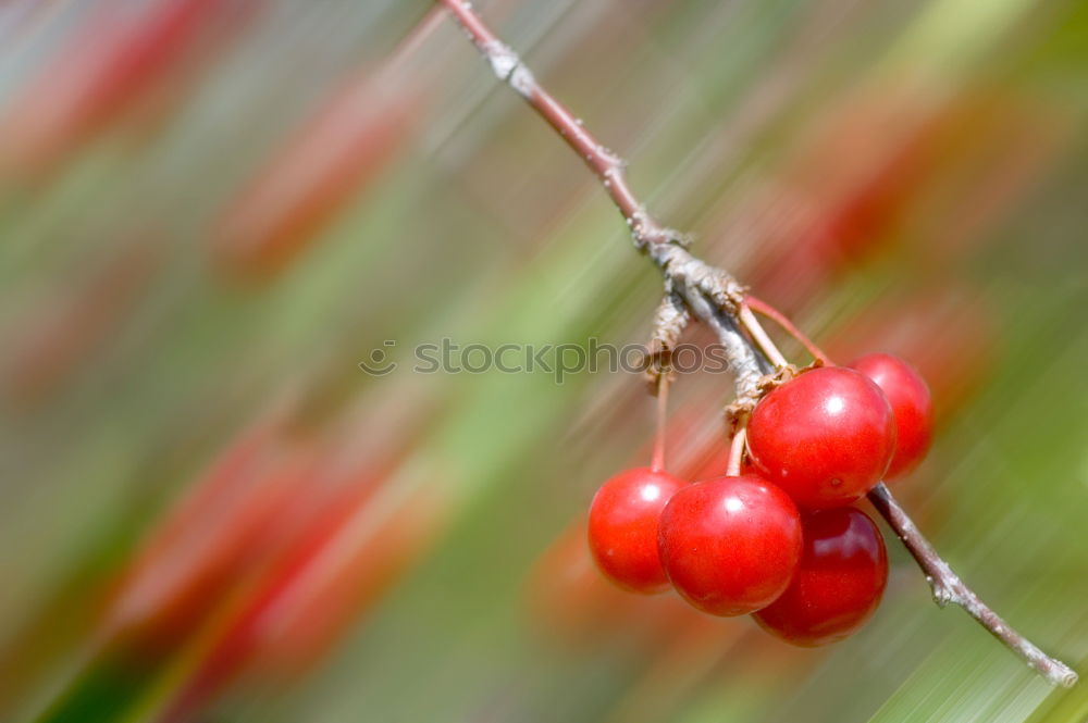 Similar – Image, Stock Photo rose hip Environment