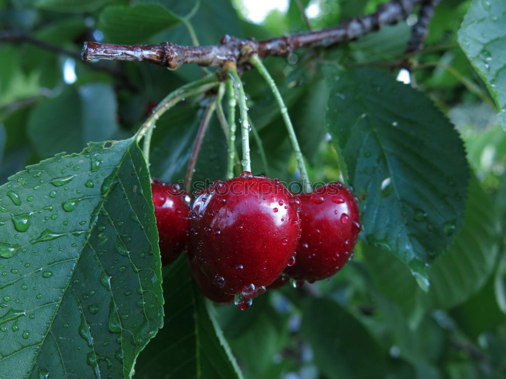 Similar – Kirschbaum Kirsche Blatt