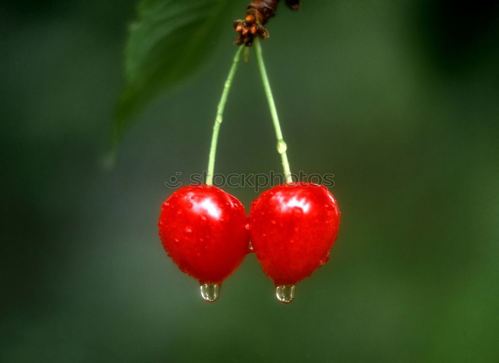 Similar – ripe red currants