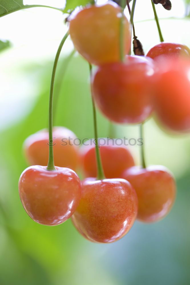 Similar – KIRSCHE |  | kirschen obst sommer sonne glück freude vitamine