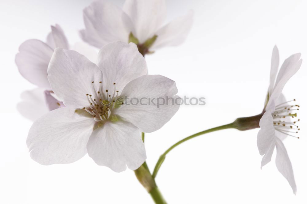 Similar – Image, Stock Photo Caper; Capparis; spinosa