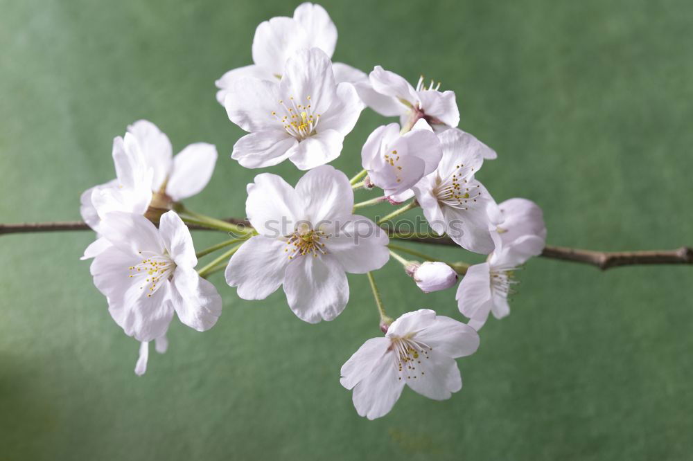 Similar – Image, Stock Photo Mystic flower II Flower