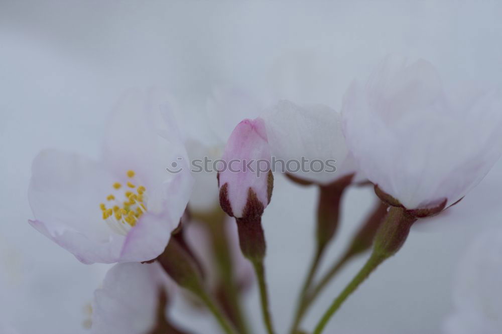 Similar – Image, Stock Photo I see a bissel red Berries