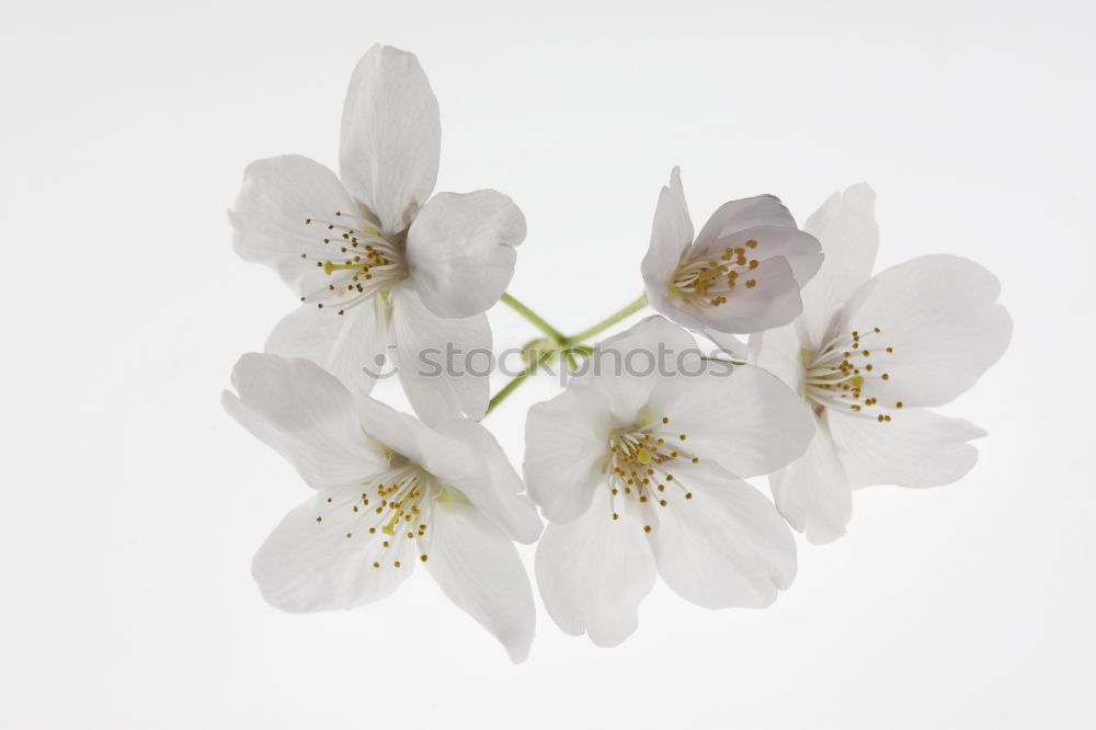 Similar – Image, Stock Photo Caper; Capparis; spinosa