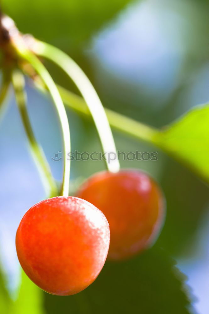 Similar – ripe mirabelles