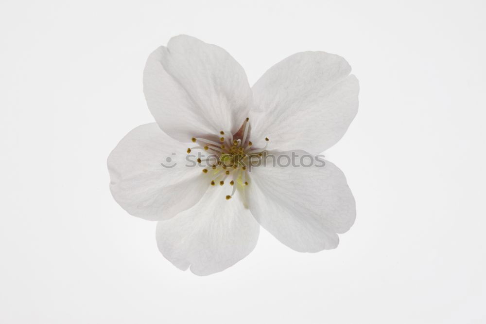 Similar – Image, Stock Photo Blue white striped primrose